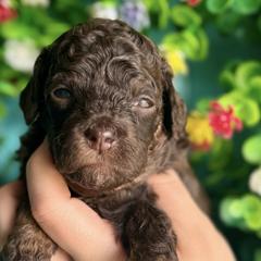 Goldendoodles from Barks and Bows Yorkies and Doodles