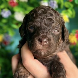 Goldendoodles from Barks and Bows Yorkies and Doodles