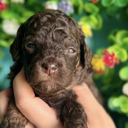 Goldendoodles from Barks and Bows Yorkies and Doodles