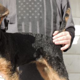 Airedale Terriers from Lydia's Litter