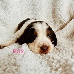 RG2 - Tri-Roan female English Springer Spaniel puppy in Britton, South Dakota from K&S Canines