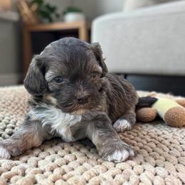 Havapoo puppies from 3 Bs Havanese-PUPPIES with  PURPOSE