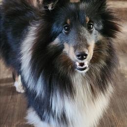 YOYO - Shetland Sheepdog