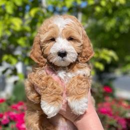 Goldendoodles from Blushing Doodles
