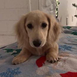 Cream Longhair Girl 4,278 - Cream female Dachshund puppy in Pauls Valley, Oklahoma from Simply Happy Dachshunds