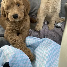 Goldendoodle Puppies from Blissful Goldendoodles