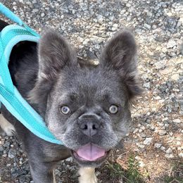 French Bulldogs from Perkins Bulldogs