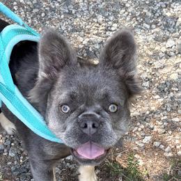 French Bulldogs from Perkins Bulldogs