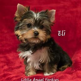 Eli - Black and tan male Yorkshire Terrier puppy in Luray, Tennessee from Little Angel Yorkies