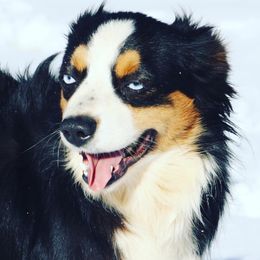 Australian Shepherds, Miniature American Shepherds, and Toy Australian Shepherds from Blue’s Family Aussies