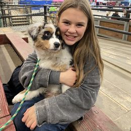 Australian Shepherd Puppies from Badlands Australian Shepherds