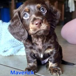 Maverick - Chocolate and tan male Dachshund puppy in Buckeye, Arizona from Sweetwater Dachshunds