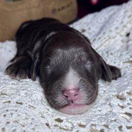 Reba mcEntire - Chocolate female Labradoodle puppy in Kingston, Georgia from CC Familydoodles