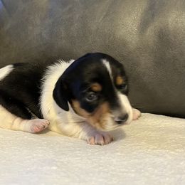 Joy - Piebald female Dachshund puppy in Sedalia, Missouri from Sho Me Spots