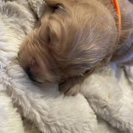 Golden Retriever Puppies from Tradershire Goldens