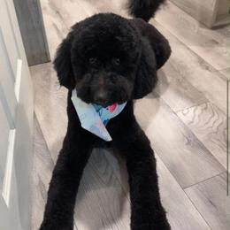 Tomasa - Goldendoodle