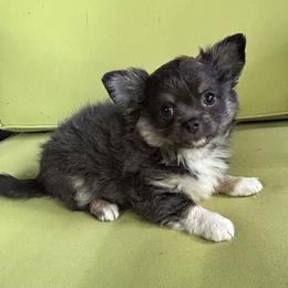Tommy - Blue and tan male Chihuahua puppy in Lake George, New York from Moonhill Chihuahuas