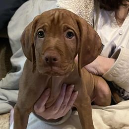 Vinnie with yellow collar - Golden rust male Vizsla puppy in Oswego, Illinois from Vizslas of Illinois