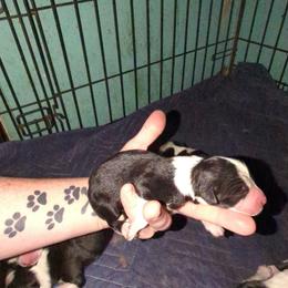 Australian Shepherd and Great Dane Puppies from AEW Farm