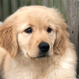 Golden Retriever and Labrador Retriever Puppies from BlueMittn Retievers