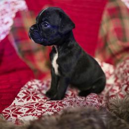 Sirrea - Brindle female Boxer puppy in Thompson, Pennsylvania from Moonlitboxers