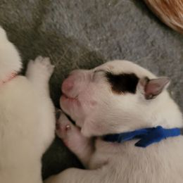 Blue Collar - Loki - Blue male Australian Cattle Dog puppy in Riverton, Utah from Rundown Ranch Cattle Dogs