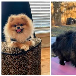 Pomeranian puppies from Pinky’Z House Of Poms