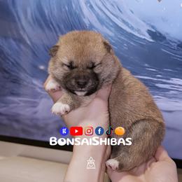 NARI - Red female Shiba Inu puppy in Minnesota from BonsaiShibas