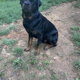 Odin - Rottweiler