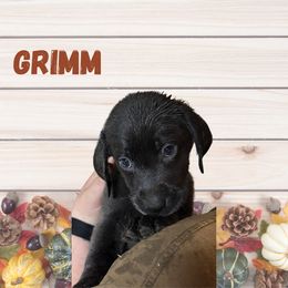 Grimm - Charcoal male Dilute Retriever puppy in Somerset, Pennsylvania from Chickentown Labradors