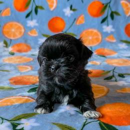 Willow - Light Pink Collar - Sable female Shih Tzu puppy in Troy, Ohio from Ever After Tails