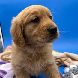 Dark golden girl - Dark golden female Golden Retriever puppy in Spanaway, Washington from 11 Oaks Kennels