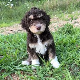 Widow - Red tri-color female Aussiedoodle puppy in Springfield, Missouri from Aspen River Doodles