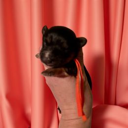 Apollo - Black and tan male Yorkipoo puppy in Murphy, North Carolina from Christina’s Puppy Utopia