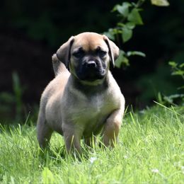 Red Collar - Reddish brown female Boerboel puppy in Manitowoc, Wisconsin from Mae Boerboel