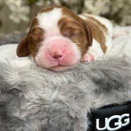Paul - Blenheim male Cavalier King Charles Spaniel puppy in Yuciapa, California from AlltheDoodlez_