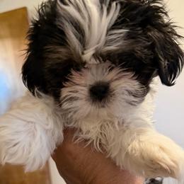 Frankie - Black and white male Shih Tzu puppy in Victorville, California from RUMBLE n TUMBLE