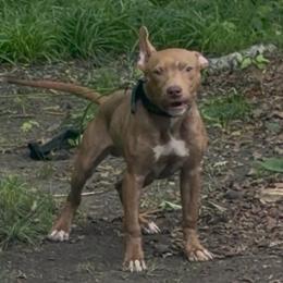 Doc - American Pit Bull Terrier