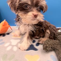 Jermaine - Chocolate, tan and white male Yorkshire Terrier puppy in Georgia & Florida, Georgia from Fiesta Pups