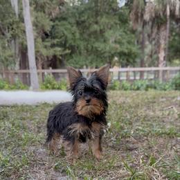 Oliver 2.4 pounds - Black and gold male Yorkshire Terrier puppy in Naples, Florida from 🤎 Dreaming Puppies 🐶