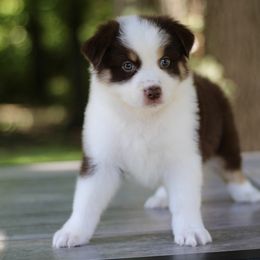 Grumpy - Australian Shepherd puppy in Coldwater, Michigan from Northern Star Australian Shepherds