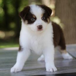 Grumpy - Australian Shepherd puppy in Coldwater, Michigan from Northern Star Australian Shepherds