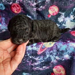 Poodle Puppies from Bea Legend Toy and Mini Poodles