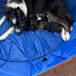 Border Collie Puppies from Pineview Farm