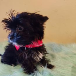 Merlin - Yorkshire Terrier