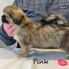 Tibetan Spaniel Puppies from Trinity Tibetan Spaniels