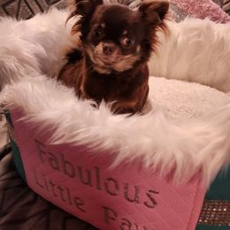 Maxine - Chihuahua