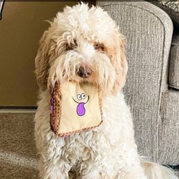 Journey - Australian Labradoodle
