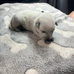 Navarre (RM1) blue - Red speckled male Australian Cattle Dog puppy in Saint Albans, Maine from Australian Cattle Cuties and littles