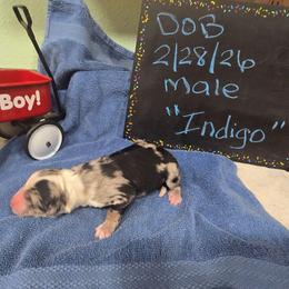 Indigo - Blue merle male Miniature American Shepherd puppy in Vancouver, Washington from BonDrew's Miniature American Shepherds